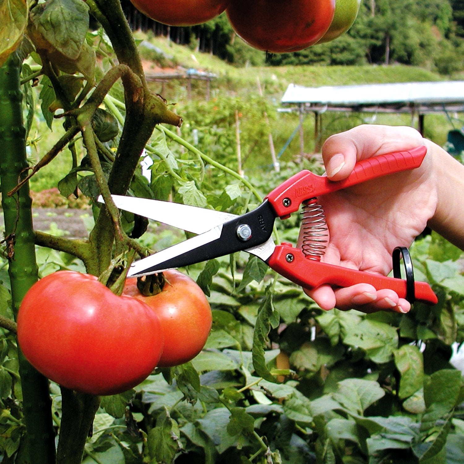 Ars Corporation SE-65 Fruit and Vegetable Scissors with Replacement Blades (Boxed)