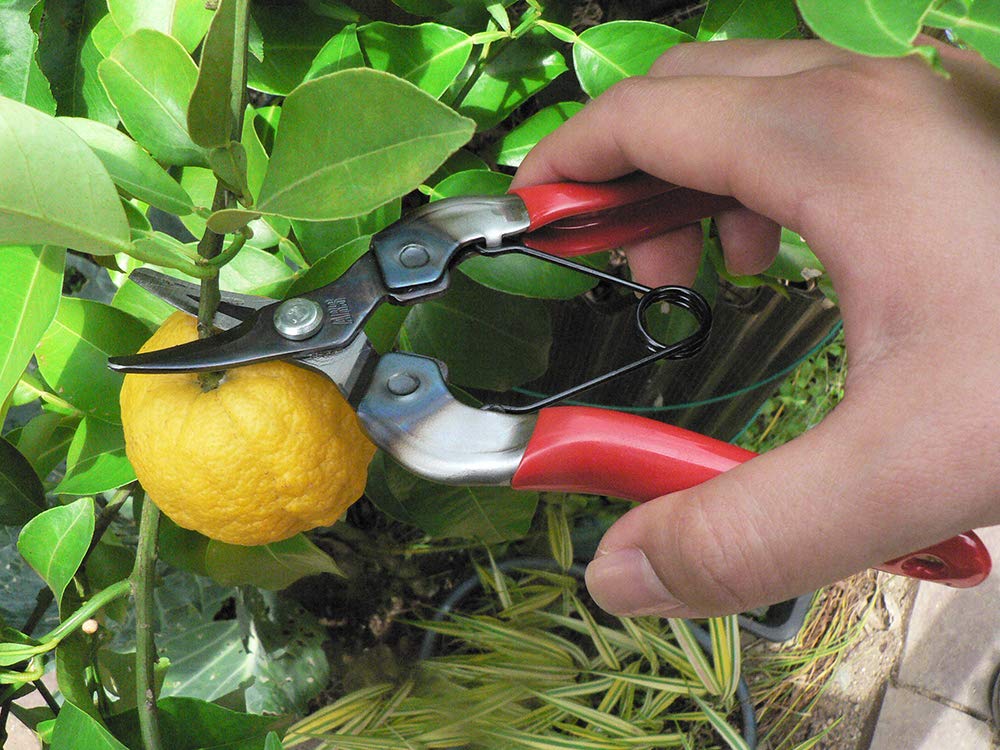 Ars Corporation Fruit Picking Shears 310 (Box)