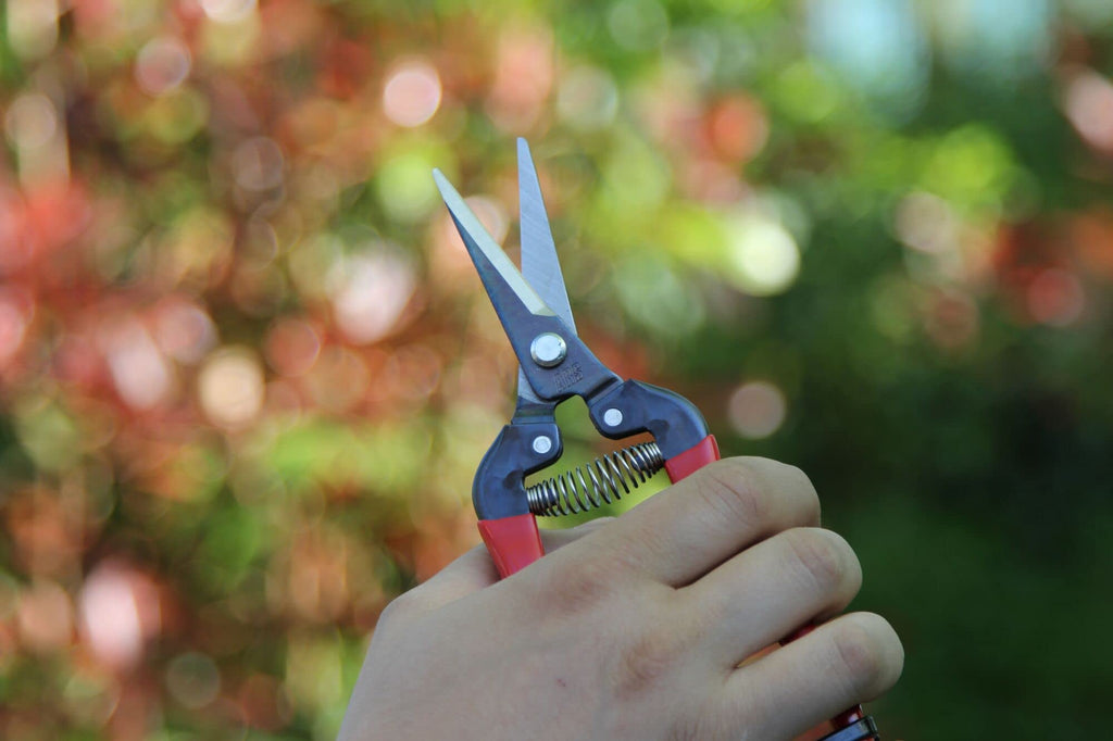 Ars Corp Fruit Thinning Shears L 300L (Box)