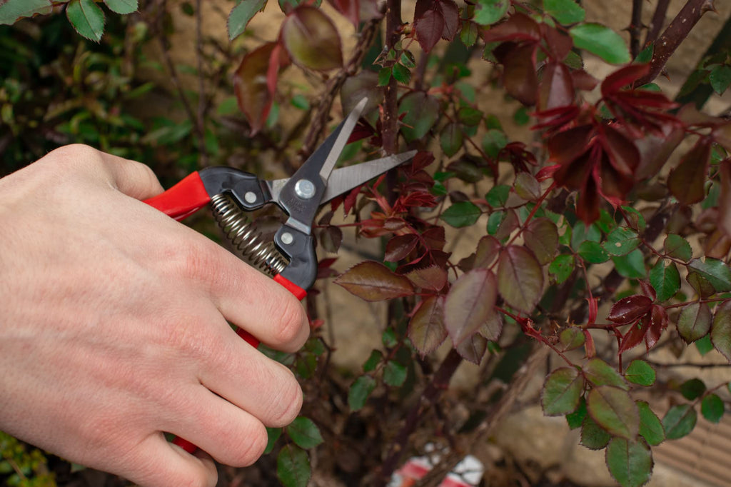 Ars Corp Fruit Thinning Shears L 300L (Box)