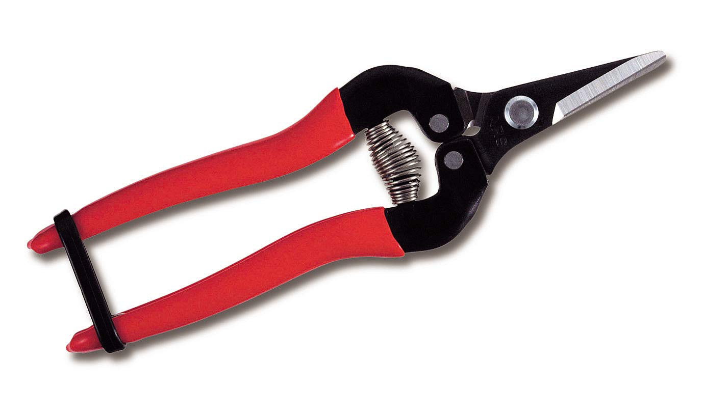 Ars Corp S 300S Fruit Thinning Shears (Boxed)